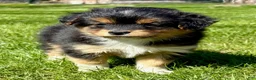 Mixed Breed dogs for sale: Tessa - shih Tzu Pomeranian mix puppy - Ad 1