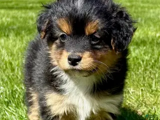 Mixed Breed dogs Tessa - shih Tzu Pomeranian mix puppy - Ad 1
