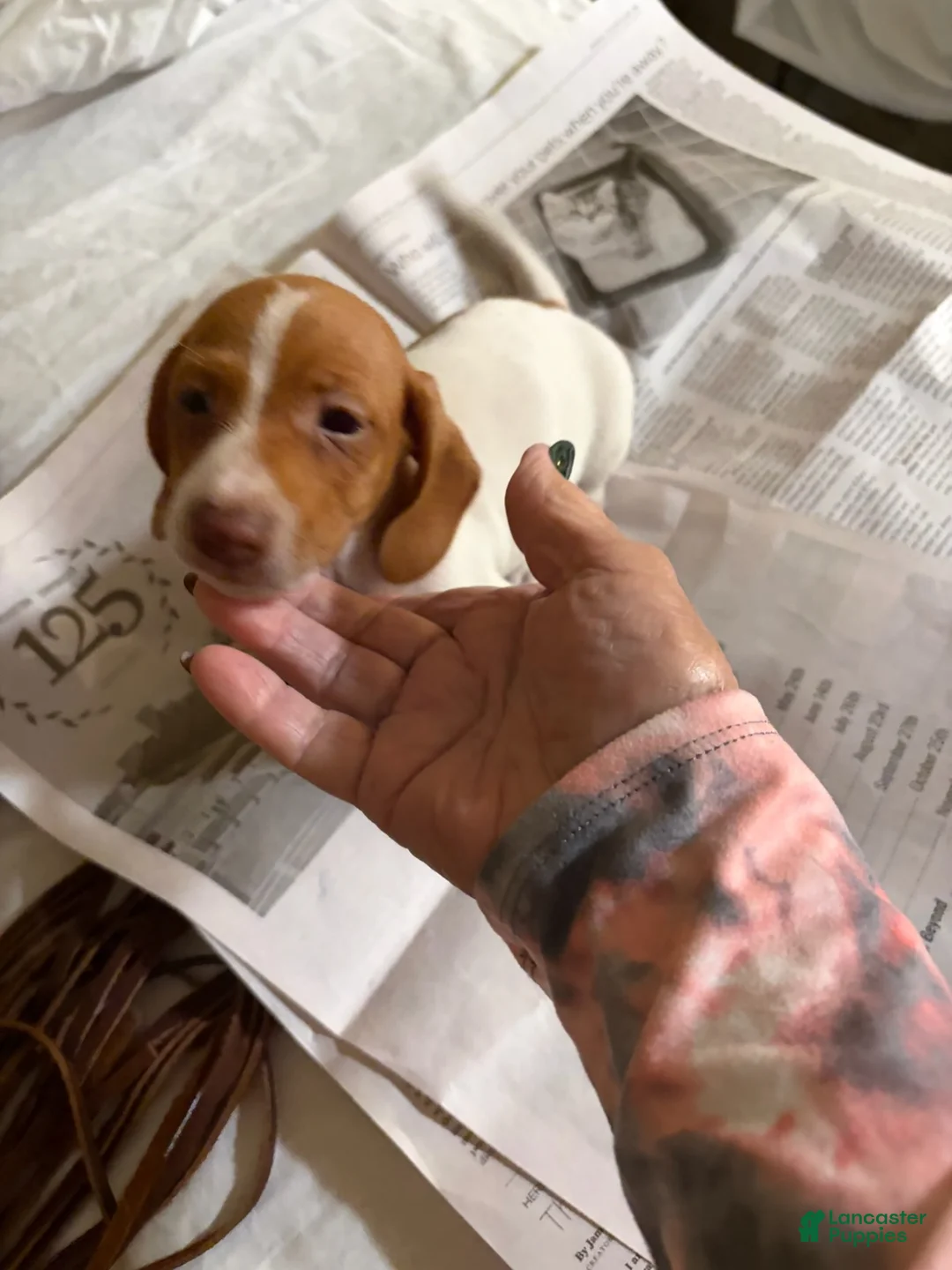 Dachshund dogs for sale: Dachshund Male 1 - Ad 1