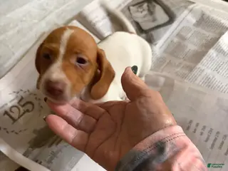 Dachshund dogs Dachshund Male 1 - Ad 10