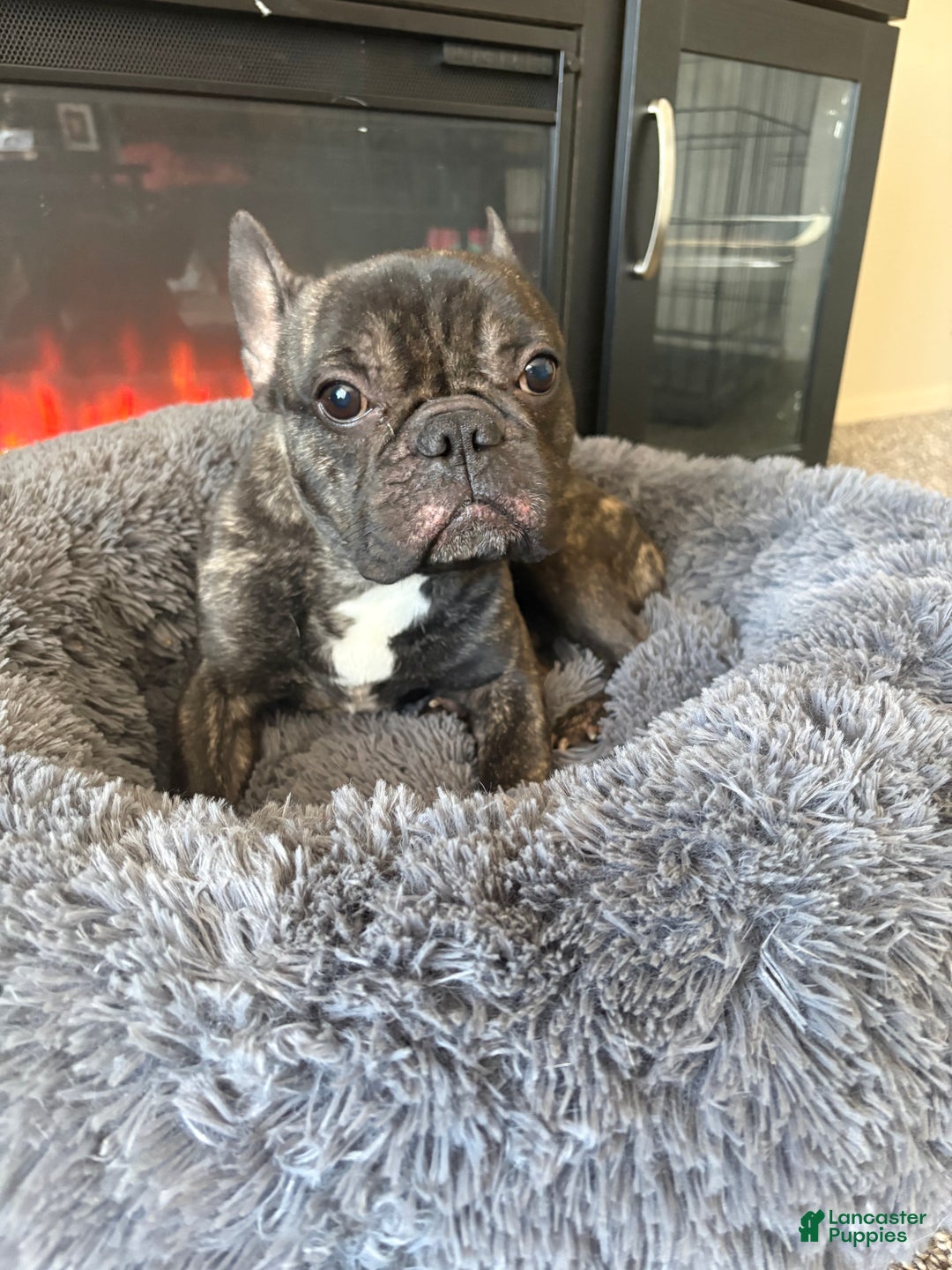 Mixed Breed dogs for sale: King  - Ad 4