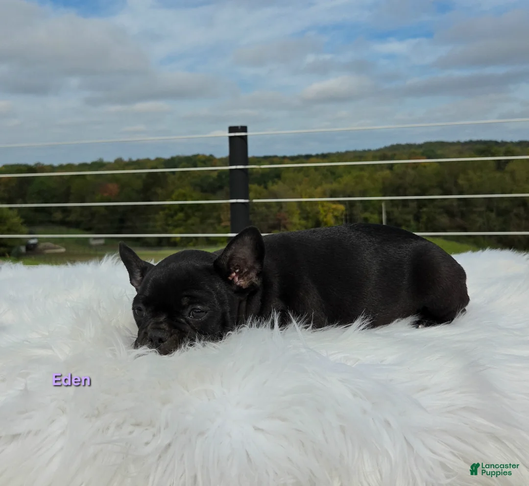 Frenchton dogs for sale: Eden - Ad 7
