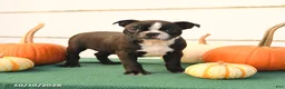 Boston Terrier dogs for sale: Abby - Ad 2