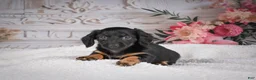 Miniature Dachshund dogs for sale: AKC-Mary - Ad 5