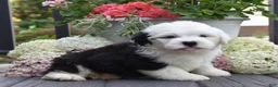 Old English Sheepdog dogs for sale: Kasper - 1 Blue eye - Ad 2