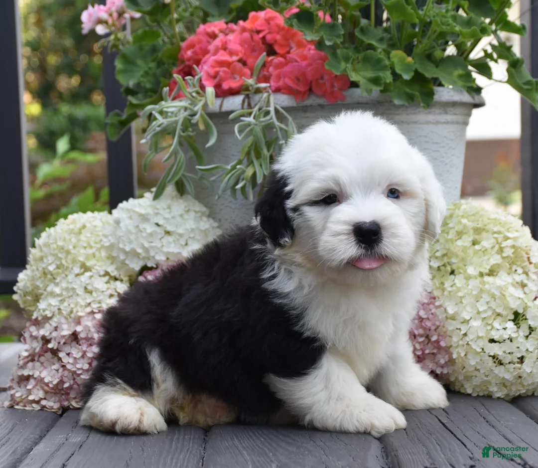 Old English Sheepdog dogs for sale: Kasper - 1 Blue eye - Ad 2
