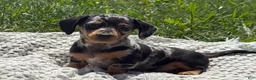 Miniature Dachshund dogs for sale: Gloria - Ad 7