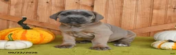 Cane Corso dogs for sale: Chief - Ad 5