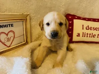 Labrador Retriever dogs White Collar - Ad 9