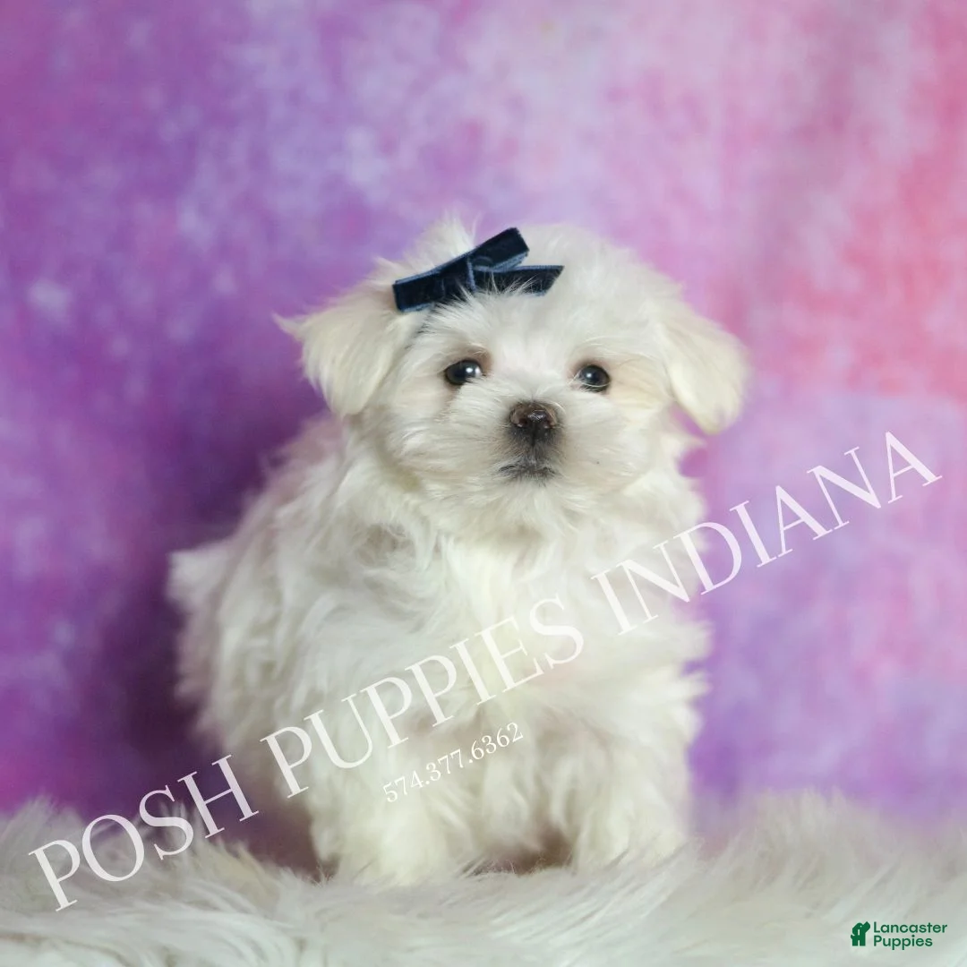 Maltese dogs for sale: Louie AKC - Ad 2