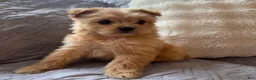 Shorkie dogs for sale: Bailey - Ad 3