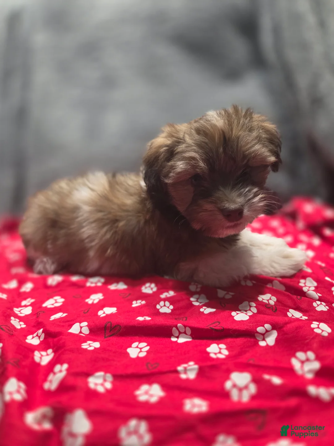 Havanese dogs for sale: Havanese Puppy 3- Tim McPaw - Ad 1