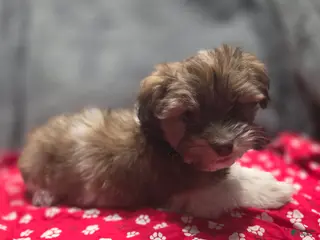 Havanese dogs Havanese Puppy 3- Tim McPaw - Ad 25