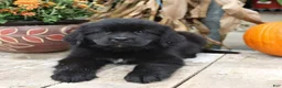 Newfoundland dogs for sale: Asher - Ad 2