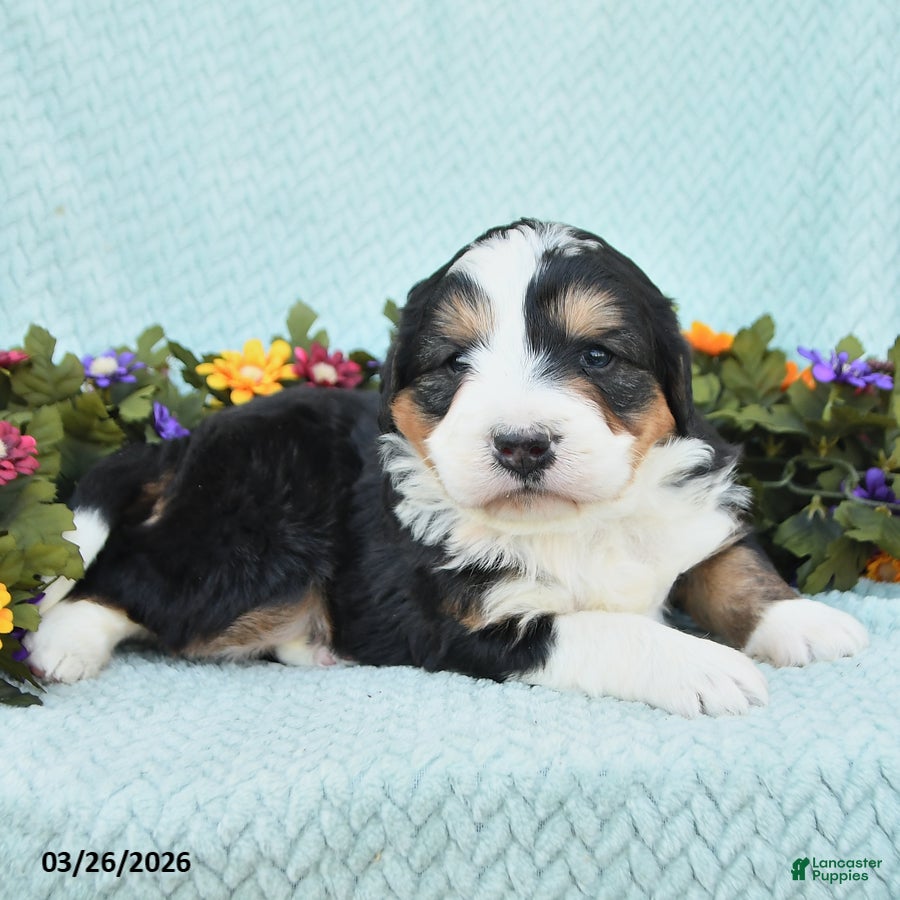 Mini Bernedoodle dogs Marcus - Ad 2