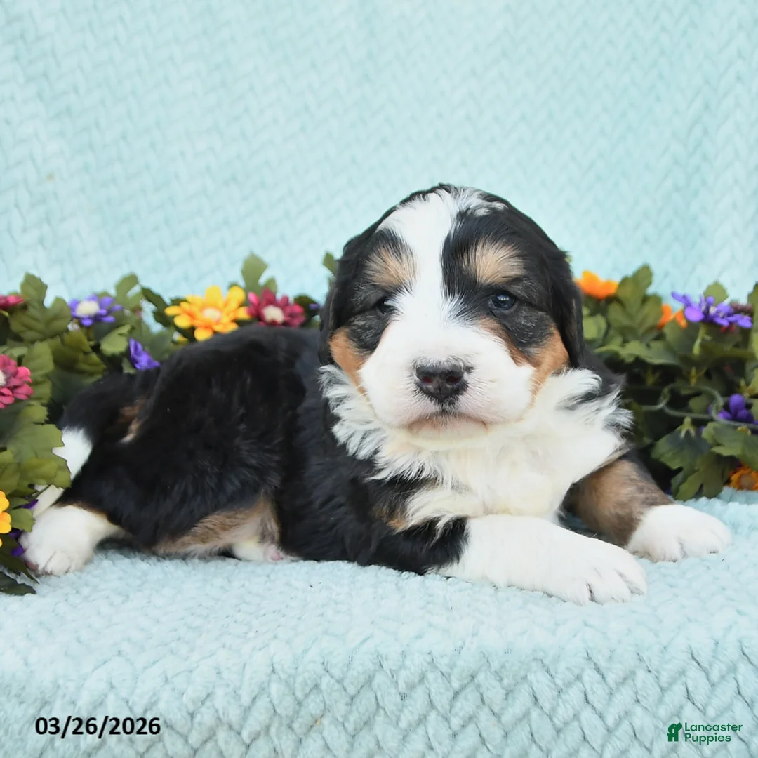 Mini Bernedoodle dogs for sale: Marcus - Ad 2