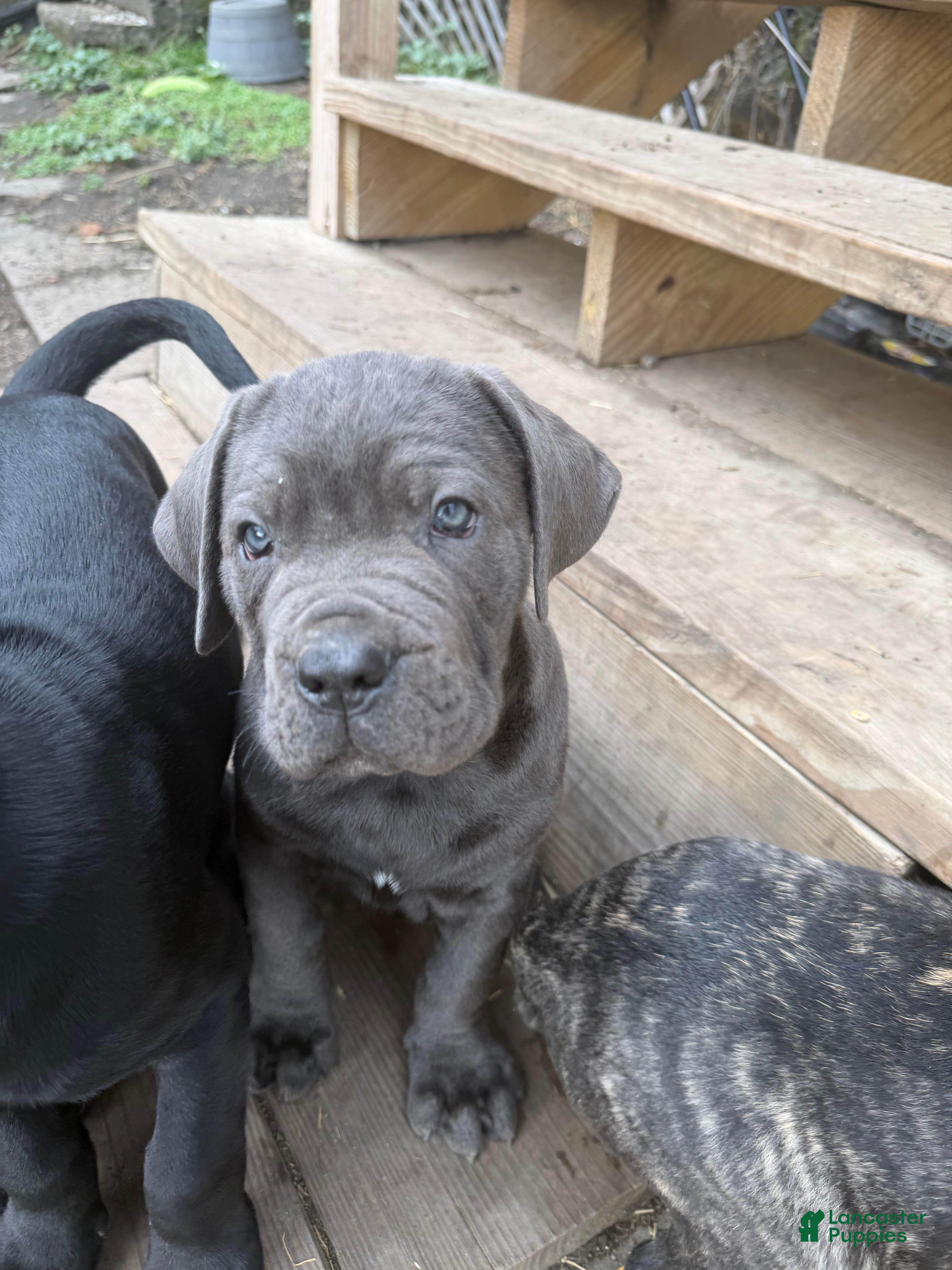 Cane Corso dogs Boy 4 - Ad 1