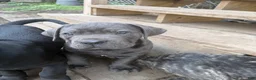 Cane Corso dogs for sale: Boy 4 - Ad 1