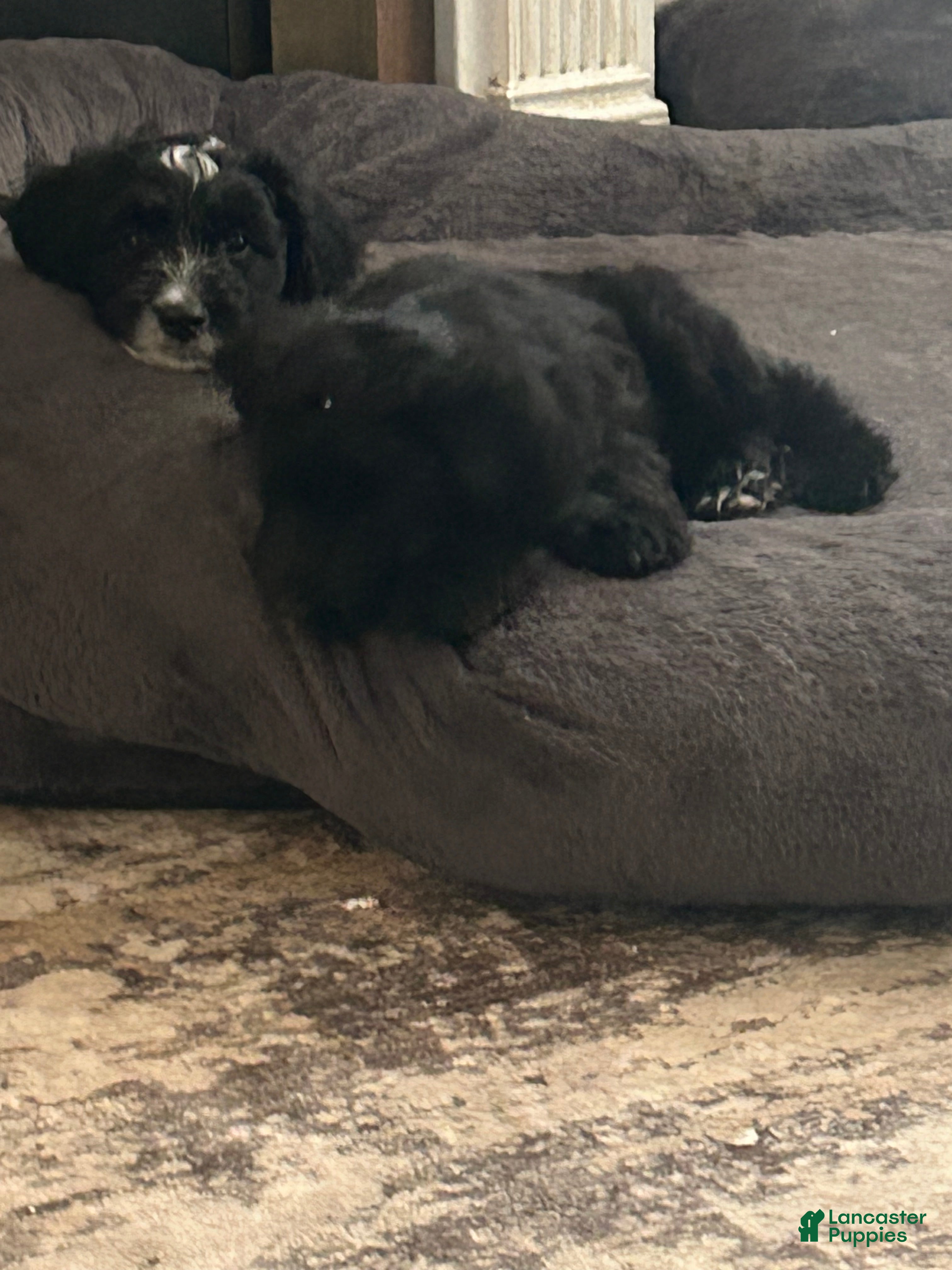 Aussiedoodle dogs Bo - Ad 1