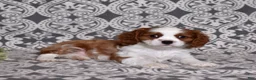Cavalier King Charles Spaniel dogs for sale: Copper  - Ad 3