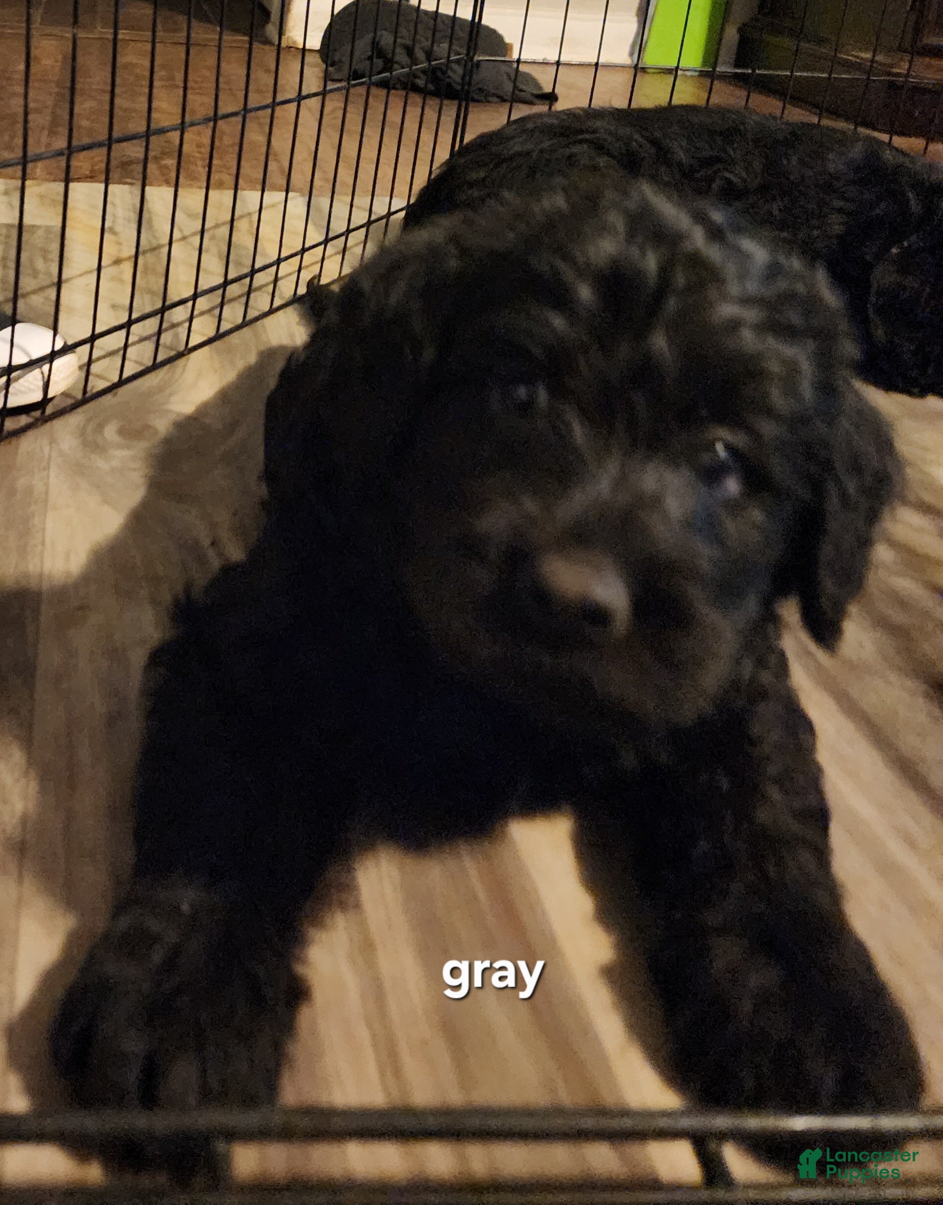 Labradoodle dogs Labradoodle gray collar - Ad 2