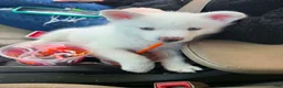 Pomsky dogs for sale: Pomsky Puppy 1 - Ad 4