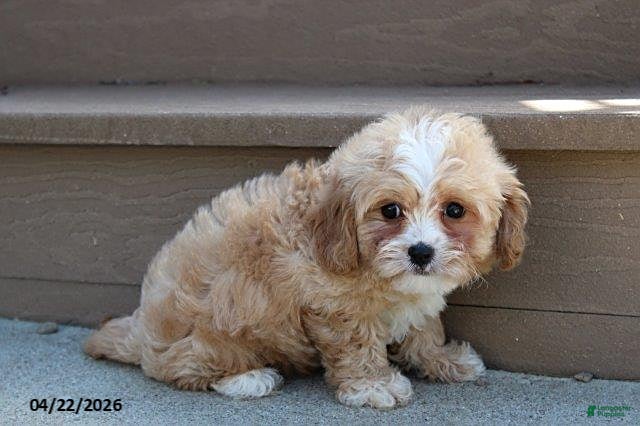 Cavachon dogs Justin - Ad 2