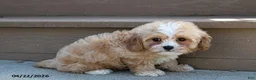 Cavachon dogs for sale: Justin - Ad 2