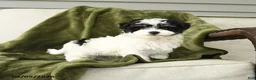 Mixed Breed dogs for sale: Lenard - Ad 3