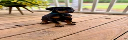 Doberman Pinscher dogs for sale: Doberman Pinscher Puppy 1 - Ad 2