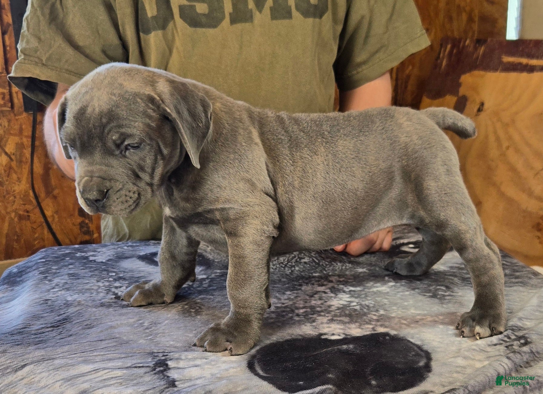 Mixed Breed dogs for sale: Hawks Bluey - Ad 39
