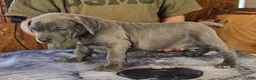 Mixed Breed dogs for sale: Hawks Bluey - Ad 1