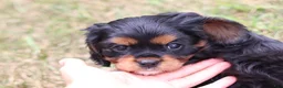 Cavalier King Charles Spaniel dogs for sale: Max - Ad 5