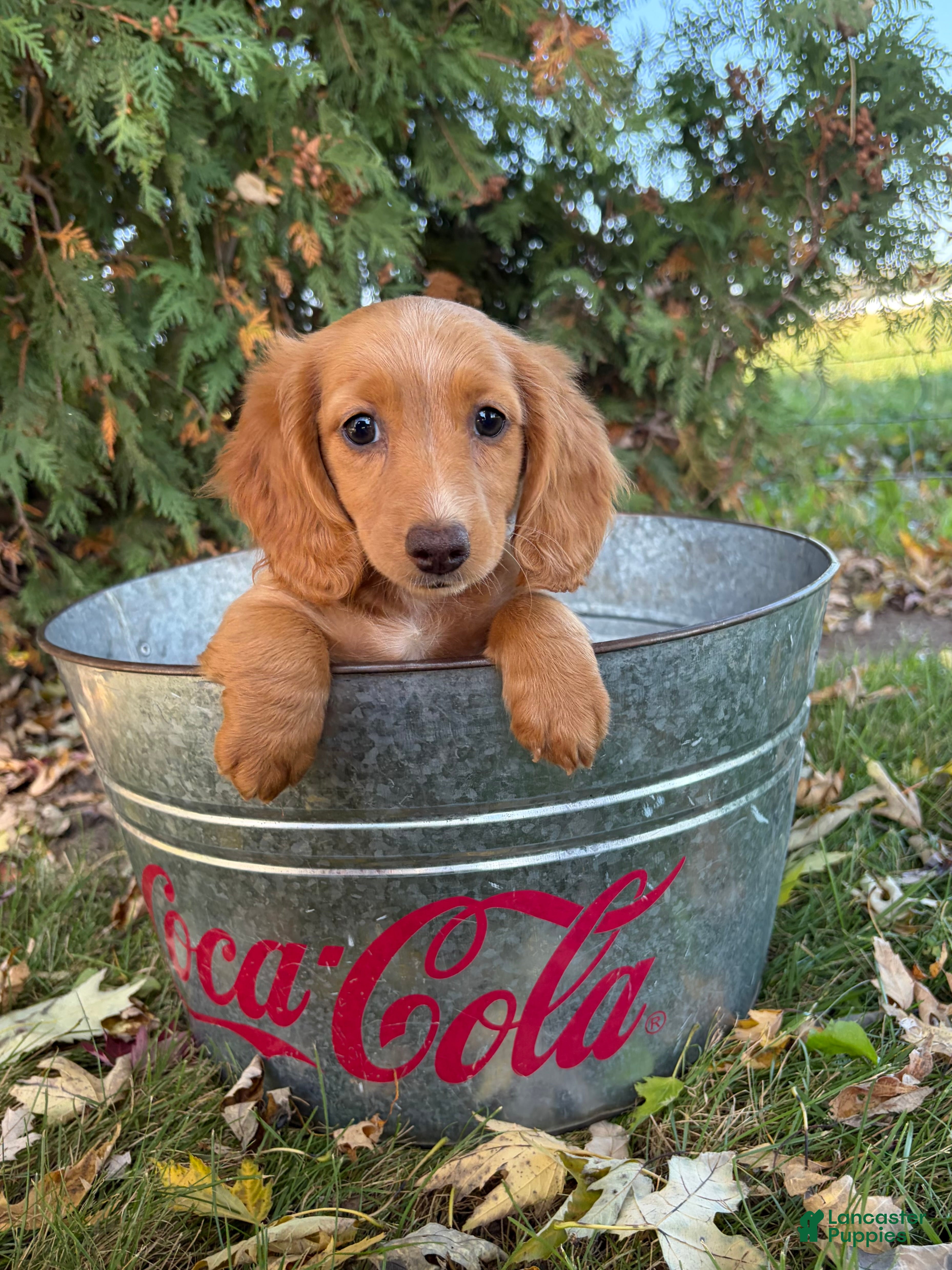 Miniature Dachshund dogs Honey - Ad 2