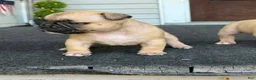 Mixed Breed dogs for sale: Royal - Ad 4