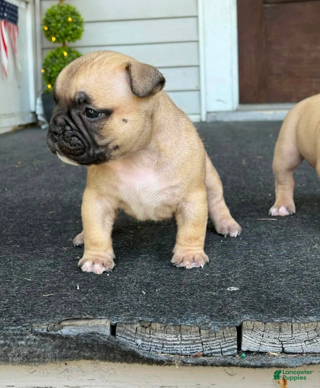 Mixed Breed dogs for sale: Royal - Ad 4