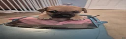 Chiweenie dogs for sale: Chiweenie 1 - Ad 4