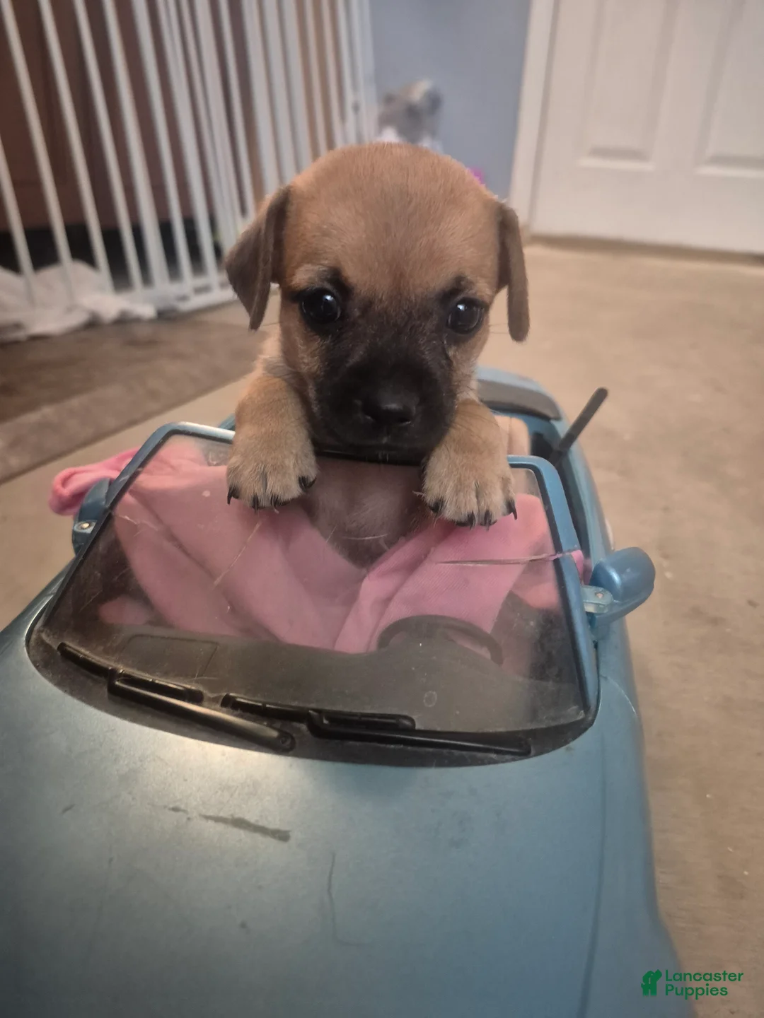 Chiweenie dogs for sale: Chiweenie 1 - Ad 4