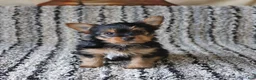 Yorkshire Terrier dogs for sale: Sunny  - Ad 1