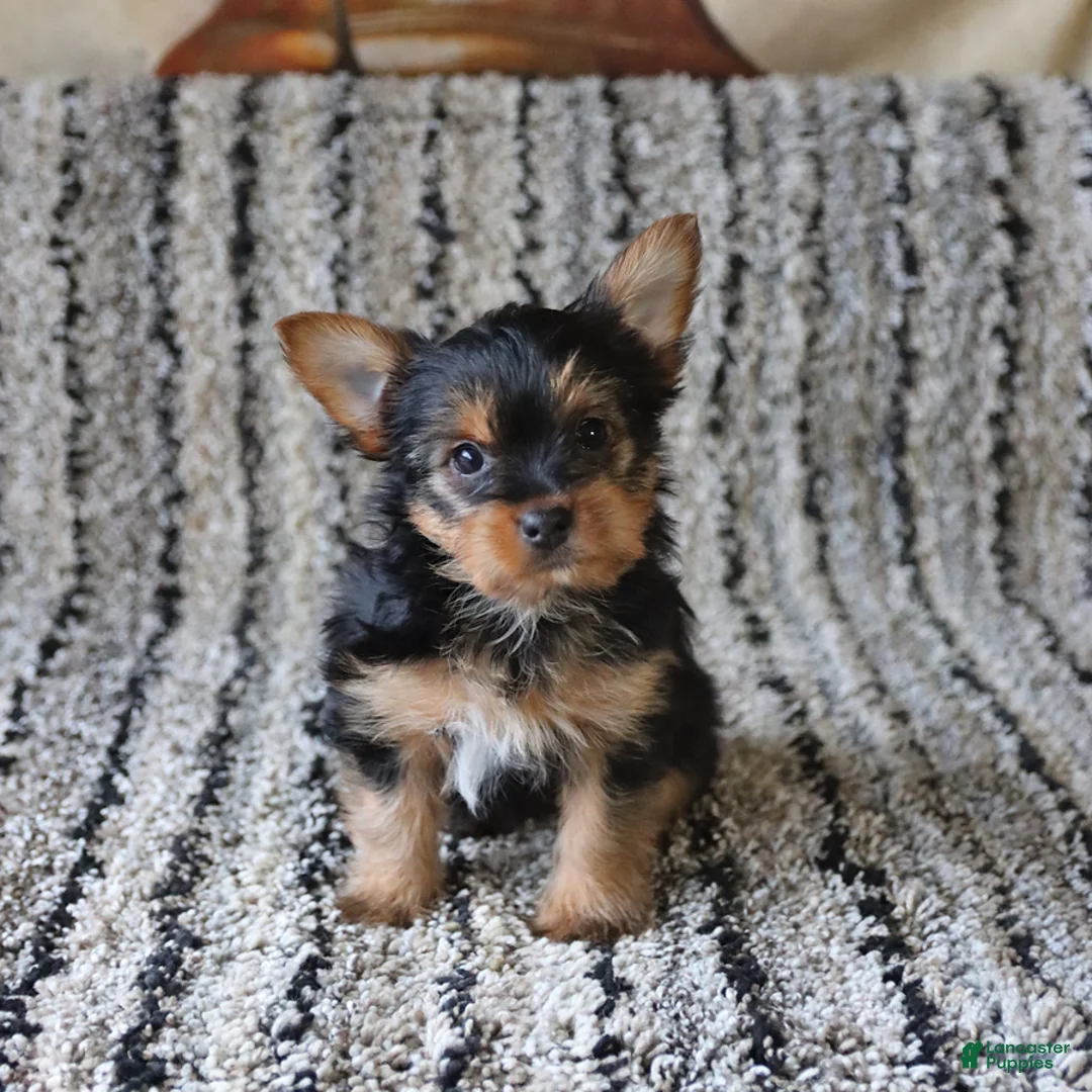 Yorkshire Terrier dogs for sale: Sunny  - Ad 1