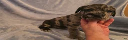 Mixed Breed dogs for sale: Erle - Ad 4