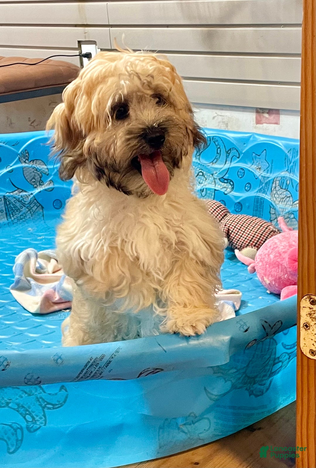 Teddy Bear dogs for sale: Sammy - Ad 5