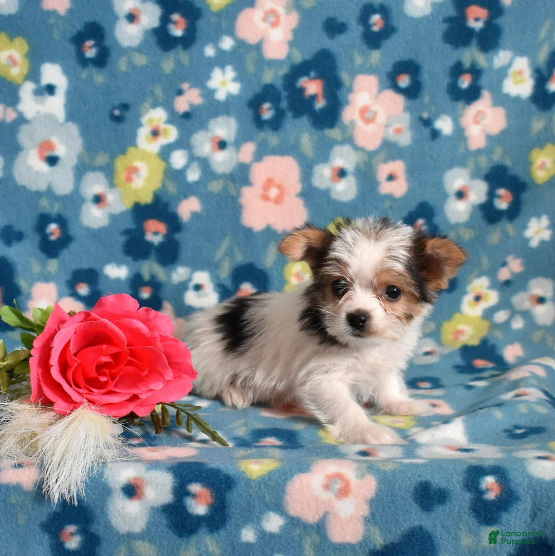 Yorkshire Terrier dogs for sale: Gracie  - Ad 2