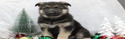 German Shepherd dogs for sale: Aspen - Ad 7