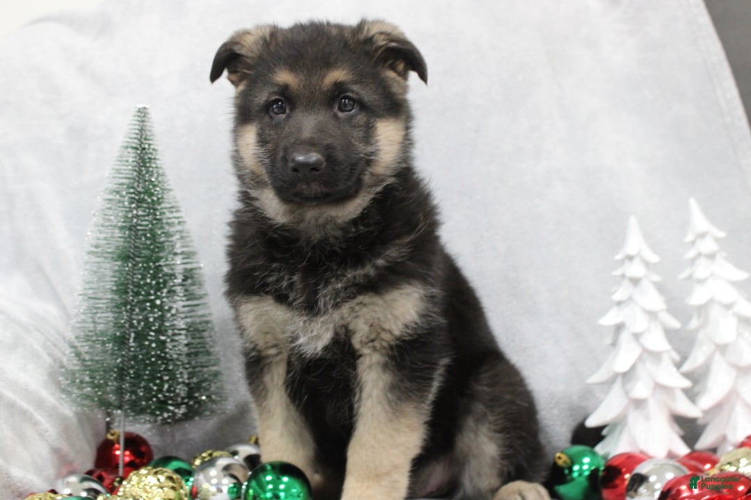 German Shepherd dogs for sale: Aspen - Ad 7
