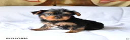 Yorkshire Terrier dogs for sale: Mojo - Ad 3