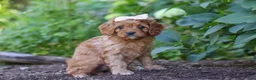 Cavapoo dogs for sale: Iylla - Ad 1