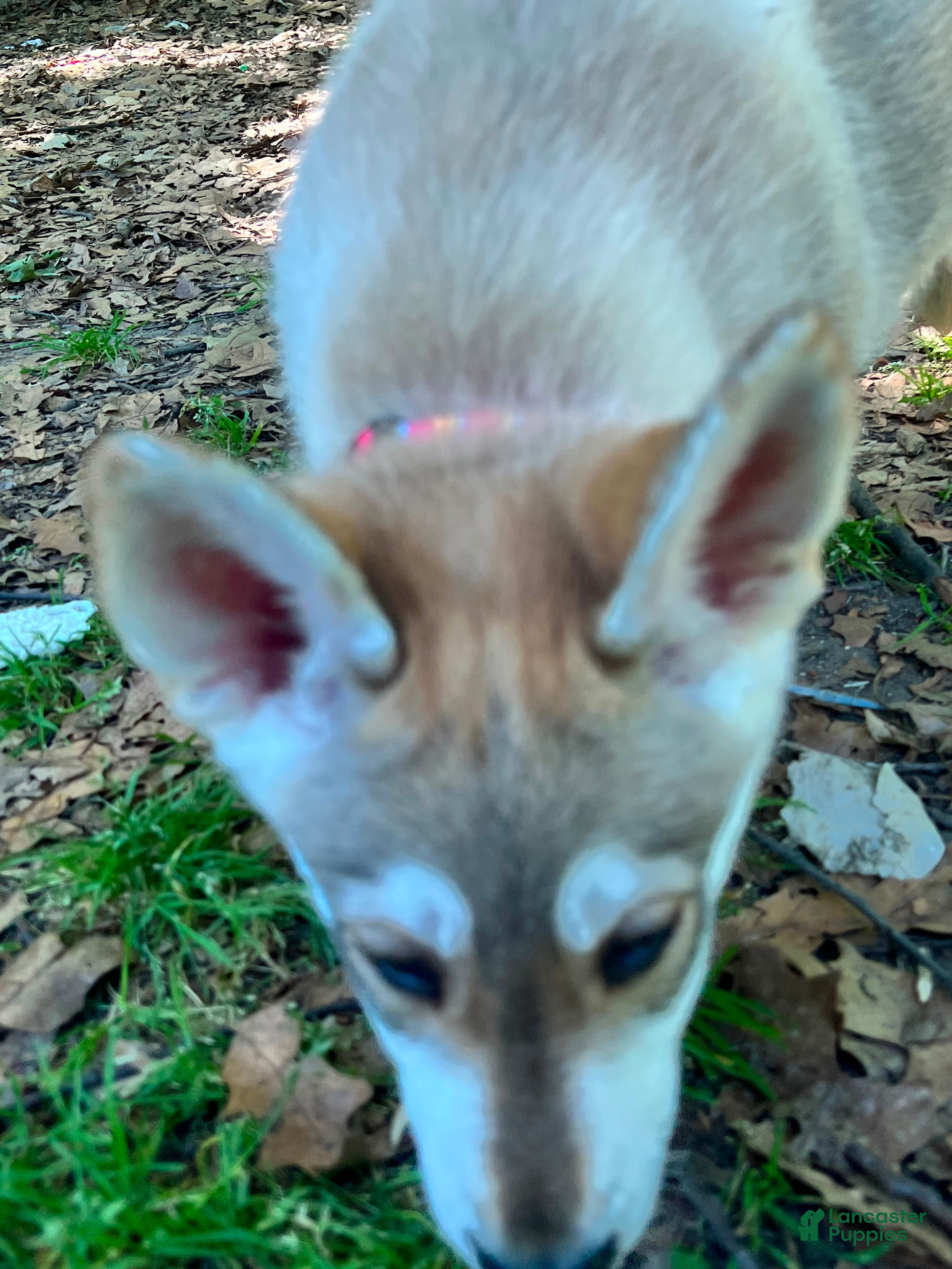 Gerberian Shepsky dogs Lagertha - Ad 2