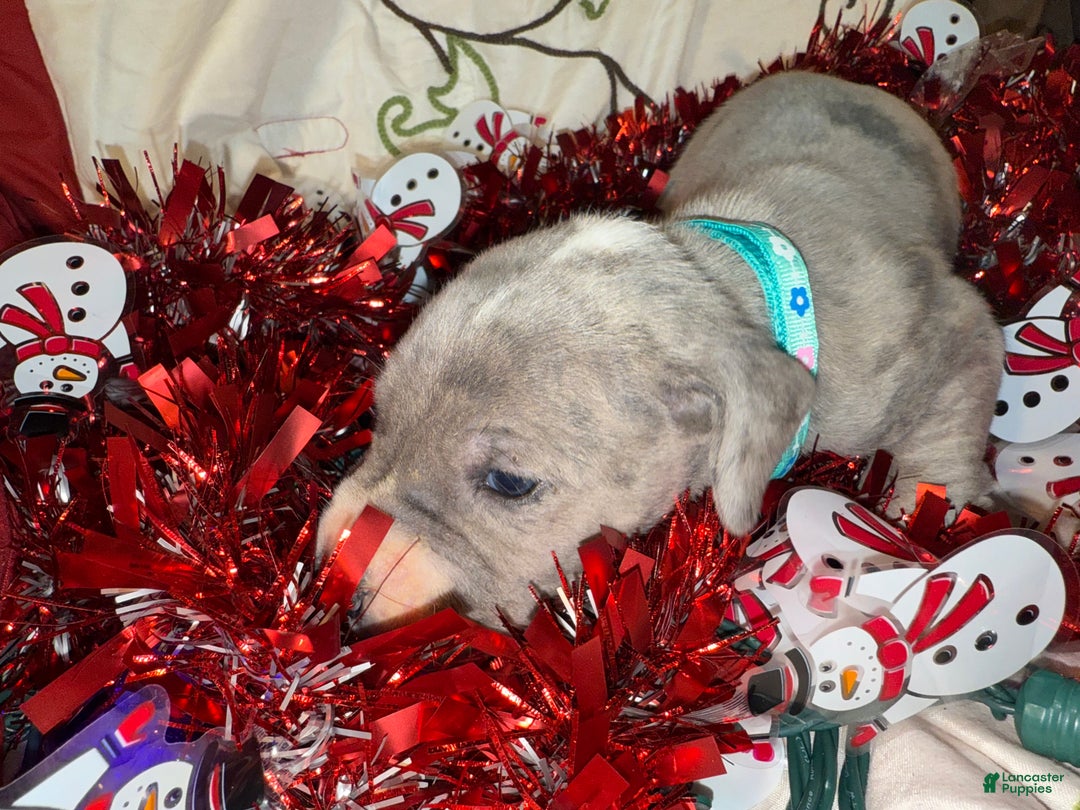 Great Dane dogs for sale: Sky - Ad 4