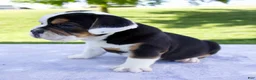 Beabull dogs for sale: Summer - Ad 4